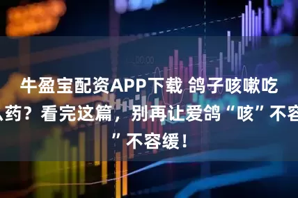 牛盈宝配资APP下载 鸽子咳嗽吃什么药？看完这篇，别再让爱鸽“咳”不容缓！